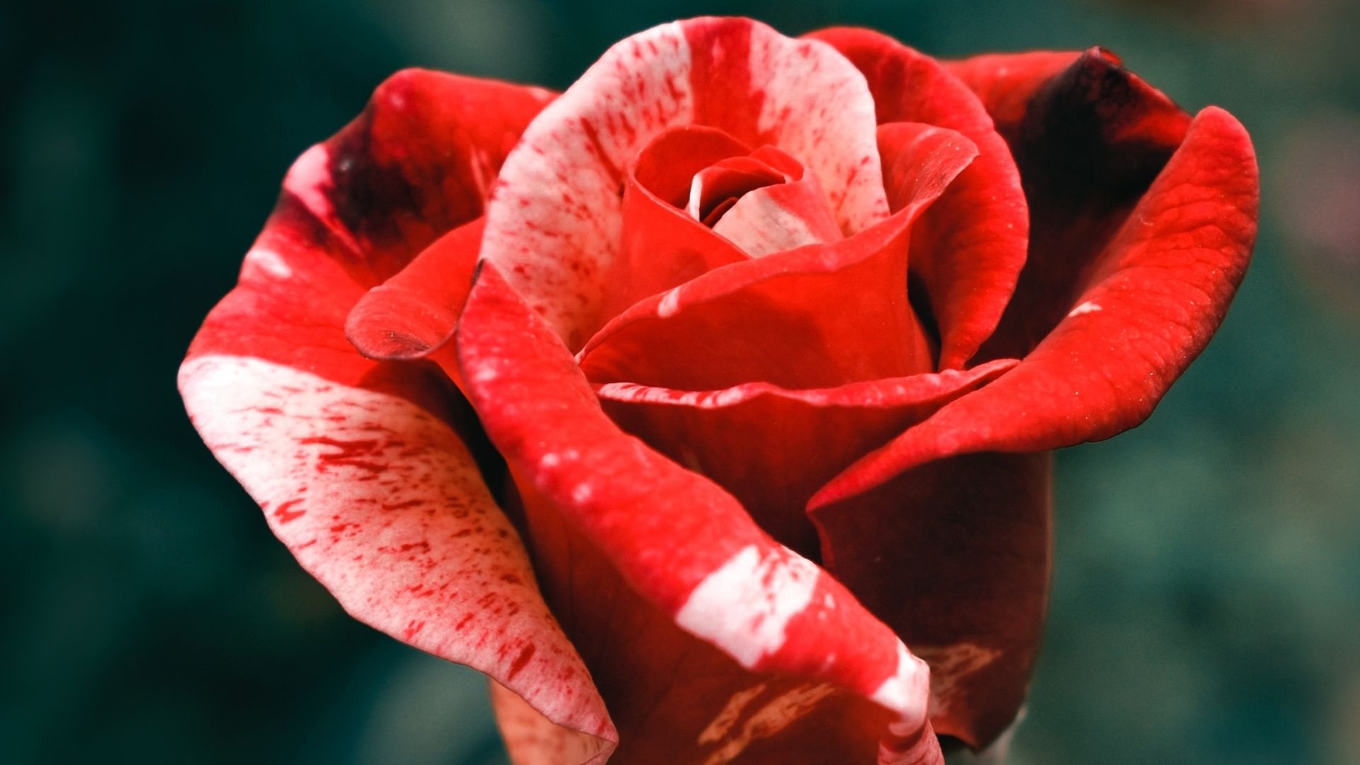 crvena ruža red rose unsplash naslovna