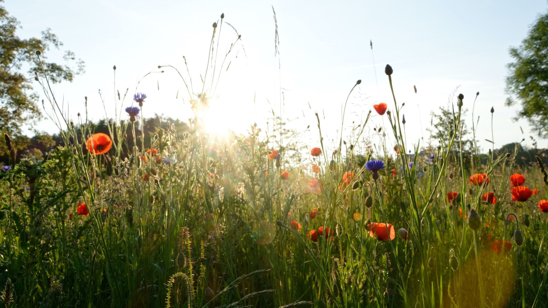 morning flowers jutro cvijećeI unsplash naslovna