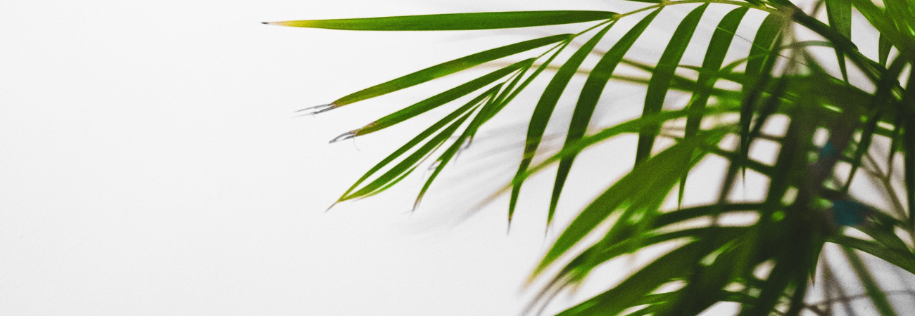 palm leaves palma cvjetnica unsplash featured