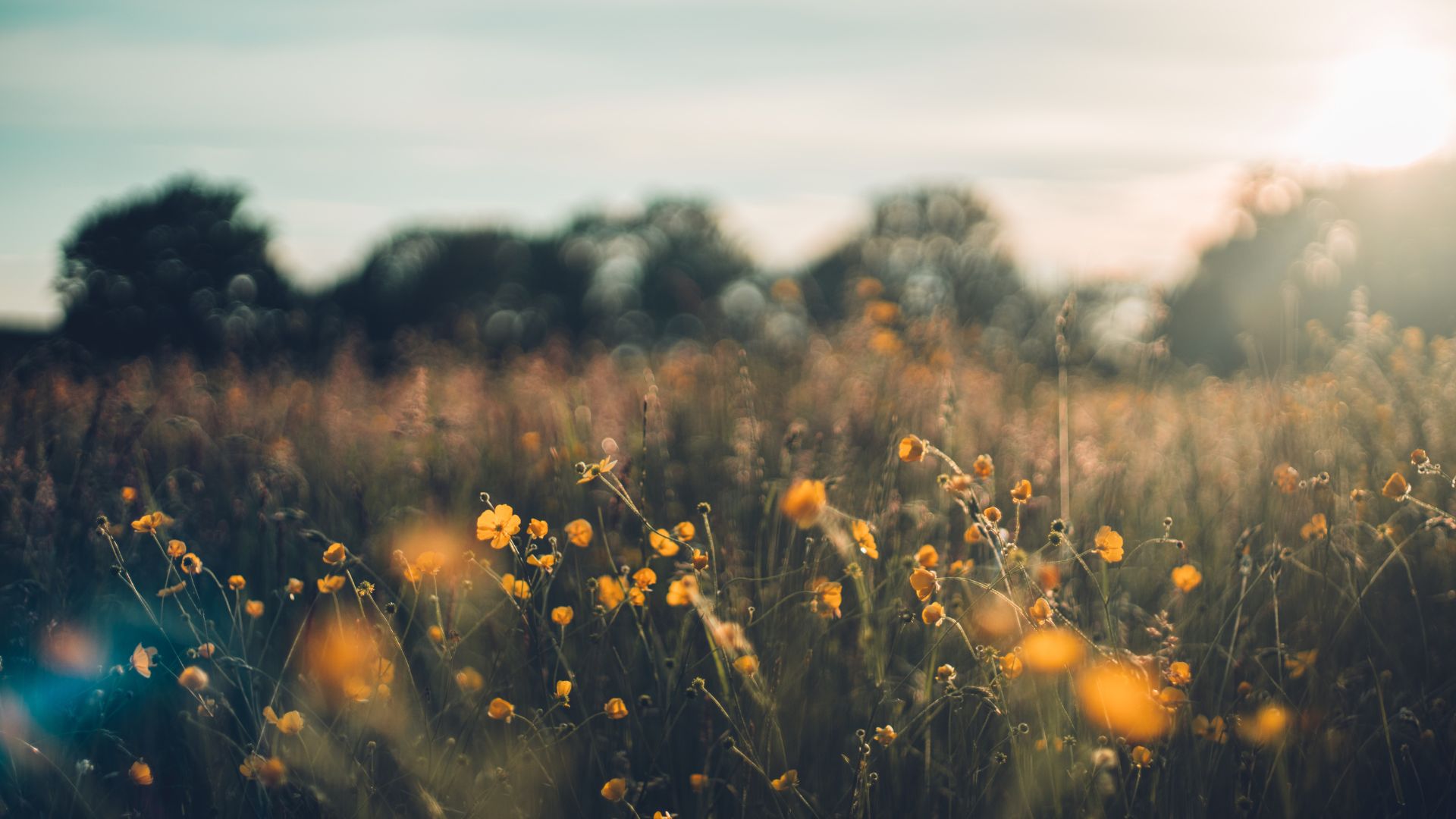 polje sunce cvijeće unsplash naslovna